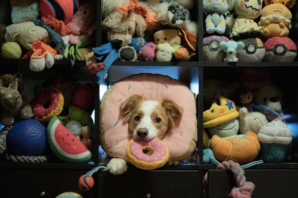 Miso, a 6-year-old male border collie from Canada, that knows the names of about 200 toys.