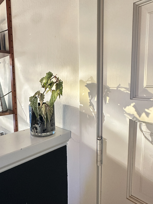 My Everyday Life Week 03 of 2026- Tracy Benjamin of Shutterbean.com