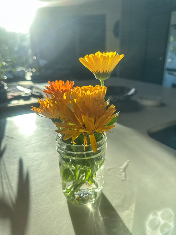 My Everyday Life Week 03 of 2026- Tracy Benjamin of Shutterbean.com