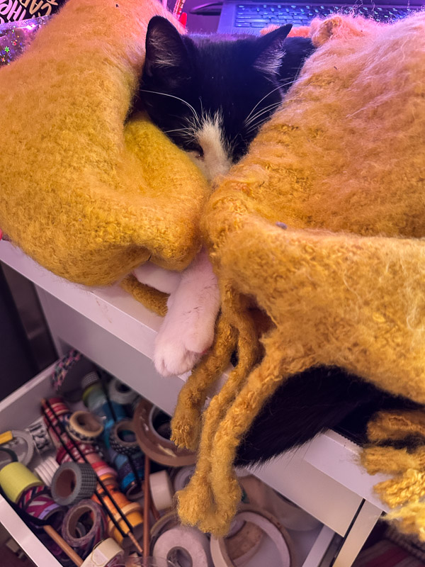 My Everyday Life Week 03 of 2026- Tracy Benjamin of Shutterbean.com